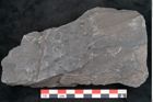Foto (Detailansicht) von Stigmaria ficoides Brongniart (NHMW-GEO-2024-0188-11119)
